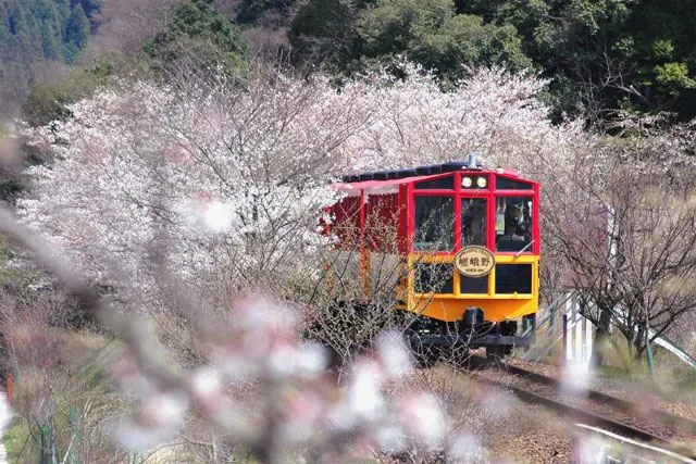京都氣溫 - 嵐山嵯峨野觀光小火車