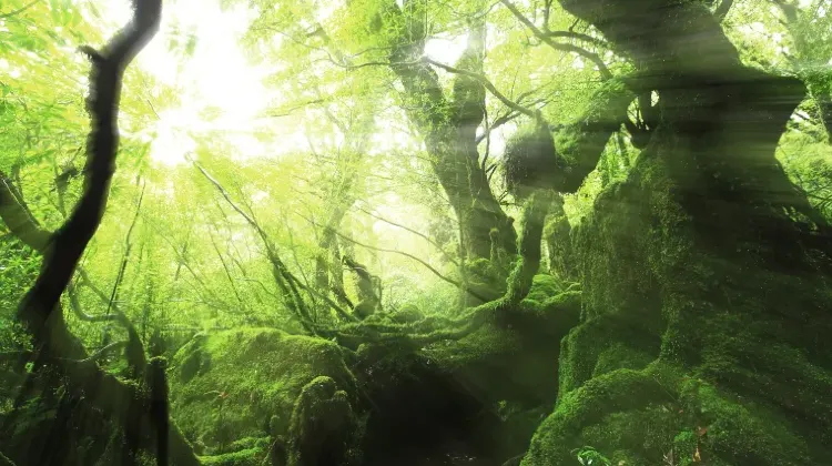 お土産選びで鹿児島旅行はもっと楽しくなる！