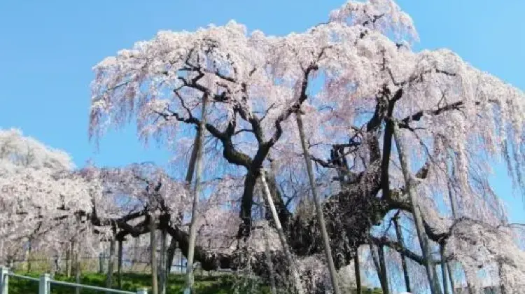 5. 三春滝桜