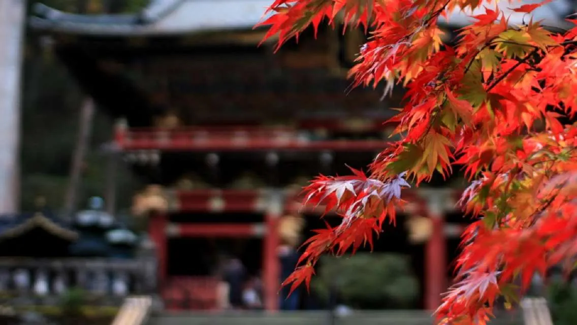 Nikko PASS | Nikko All-Area Pass(Enjoy 3% off)