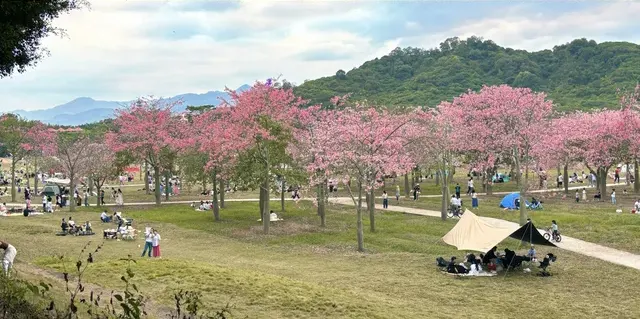 Things to Do in Guangzhou: See flowers blooming