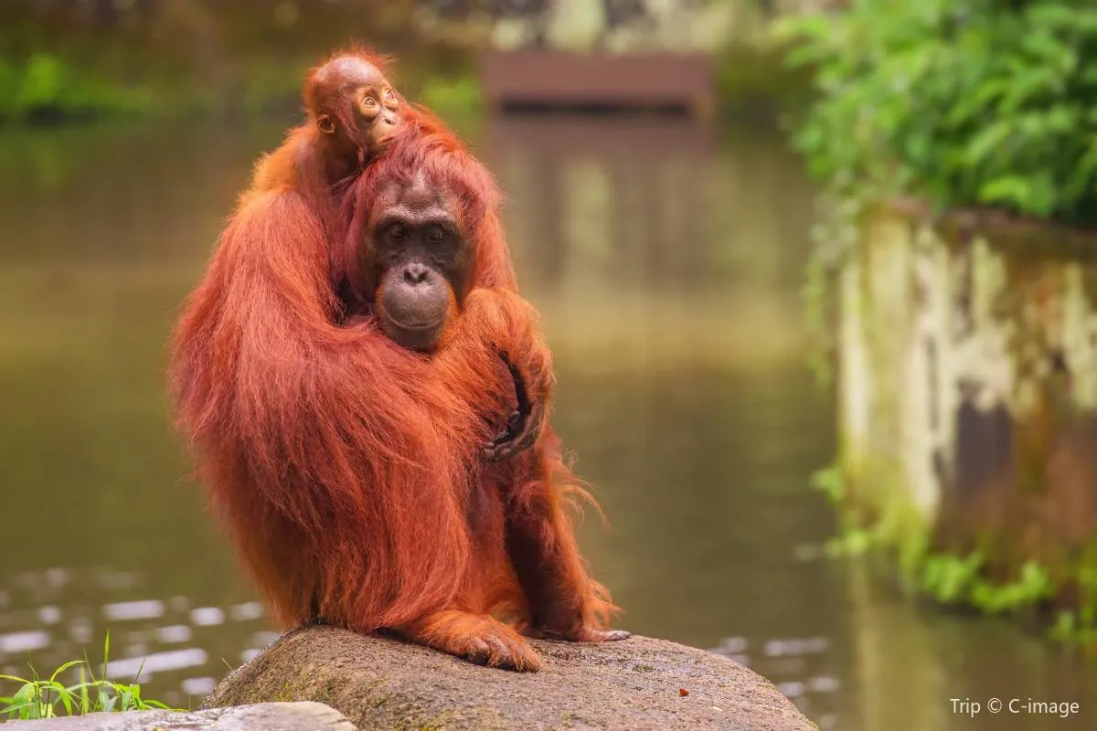 What makes Singapore Zoo stand out?