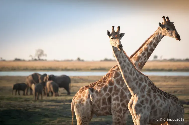 ボツワナの基本情報