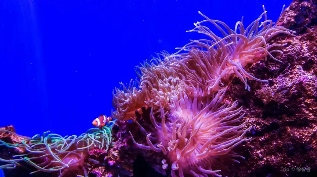 Sea Life Sydney tickets