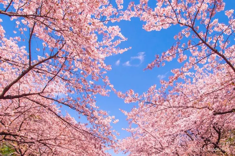 東京旅行のベストシーズンについて