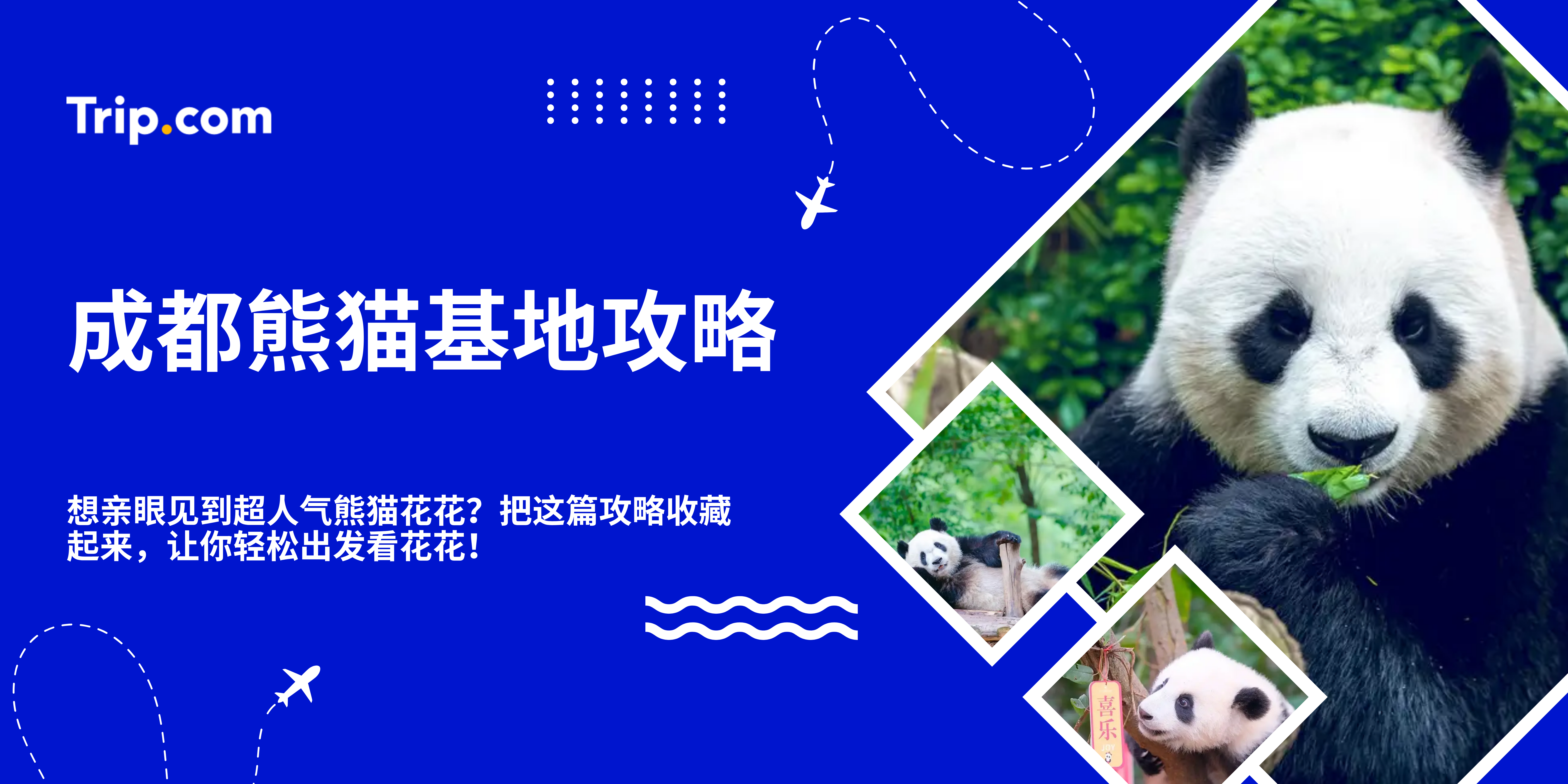 成都熊猫基地攻略｜马来西亚游客必看！一起去看花花吧！| Trip.com