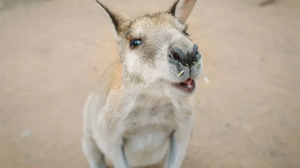 Featherdale Wildlife Park 