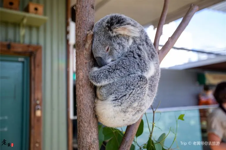 澳洲旅行費用 - 悉尼野生動物園