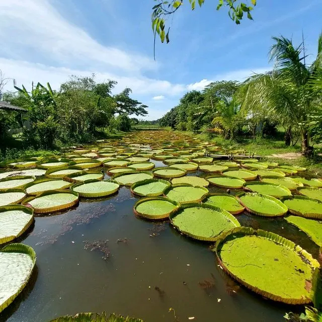 ที่เที่ยวพิษณุโลก#8 สวนบัวอมรรัตน์