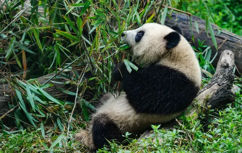 Chengdu Research Base of Giant Panda Breeding – Meet the Pandas!