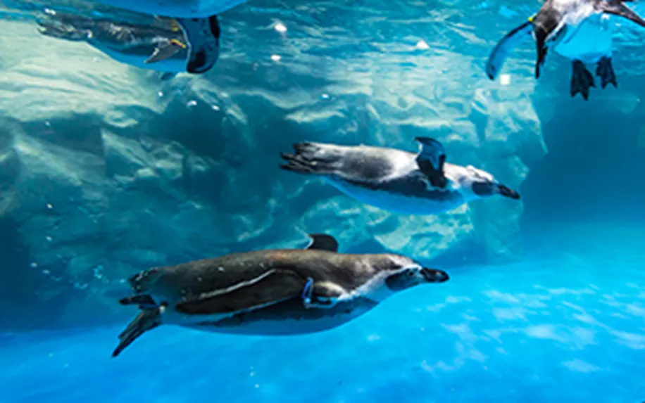 樂天世界水族館