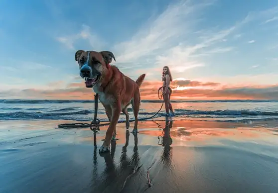 Doggie Beach