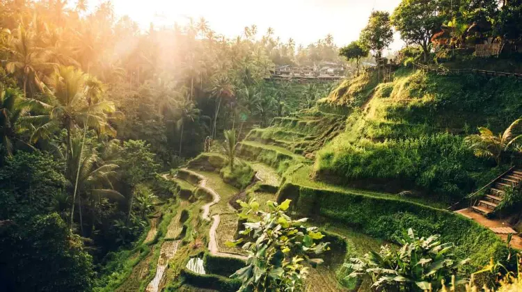 Tempat Wisata di Ubud-Tegalalang Rice Terrace