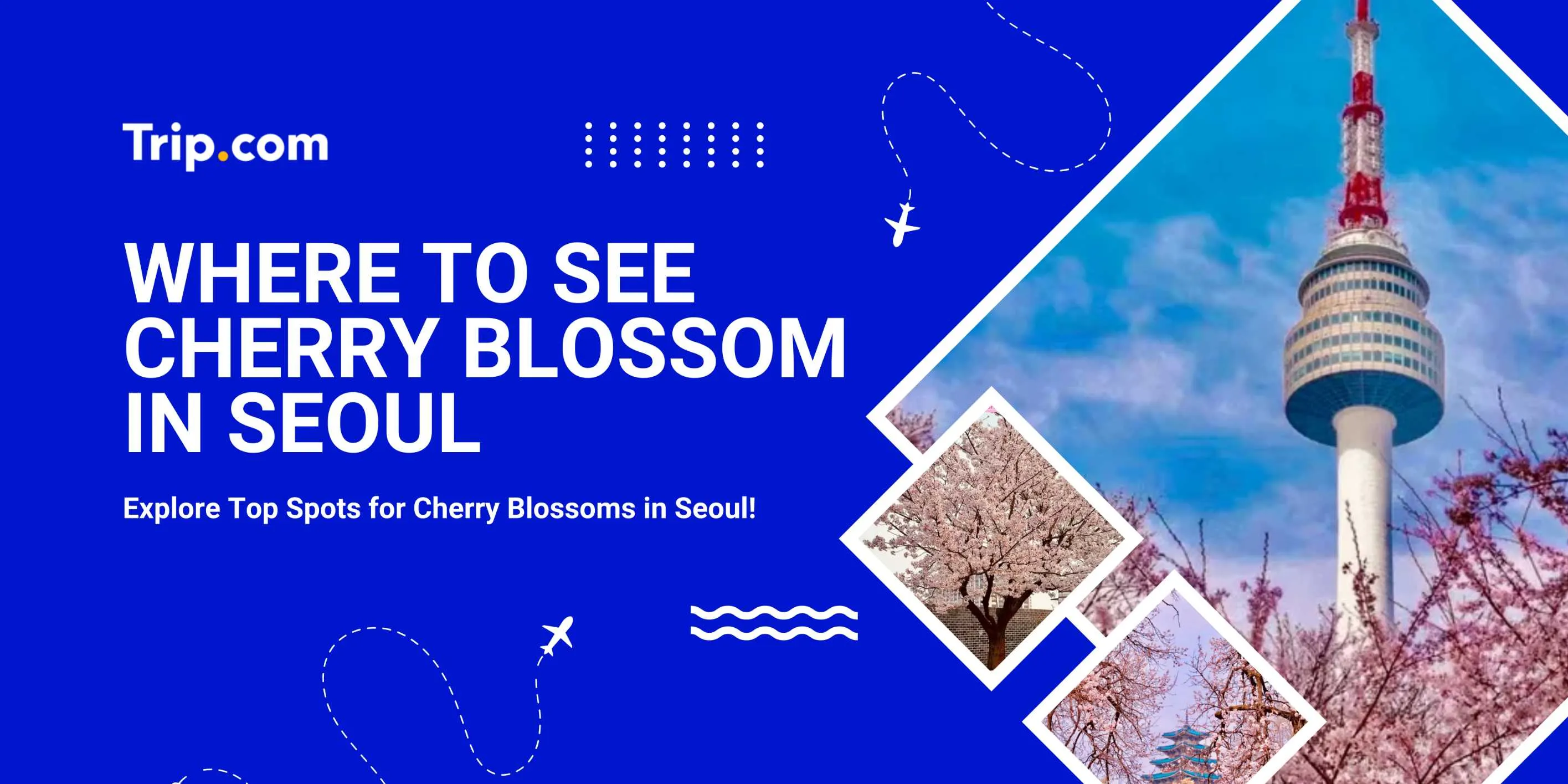 Where to See Cherry Blossom in Seoul