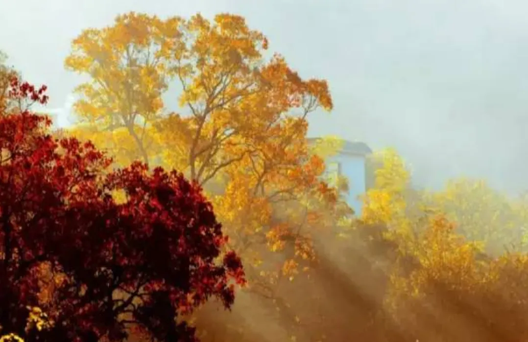 🍁嘉道理農場 – 欣賞紅葉勝地