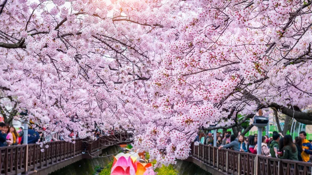 Cherry Blossom in Seoul