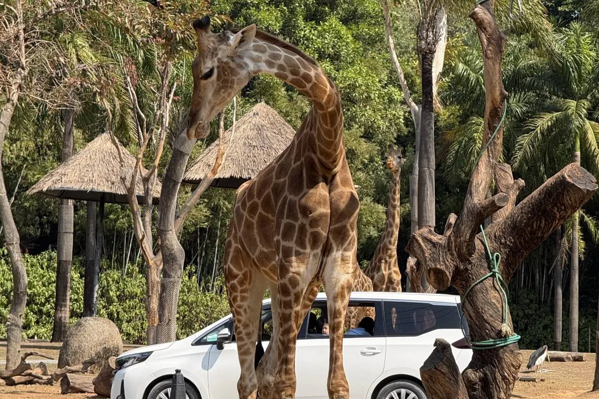 What to Do and See at Chimelong Safari Park