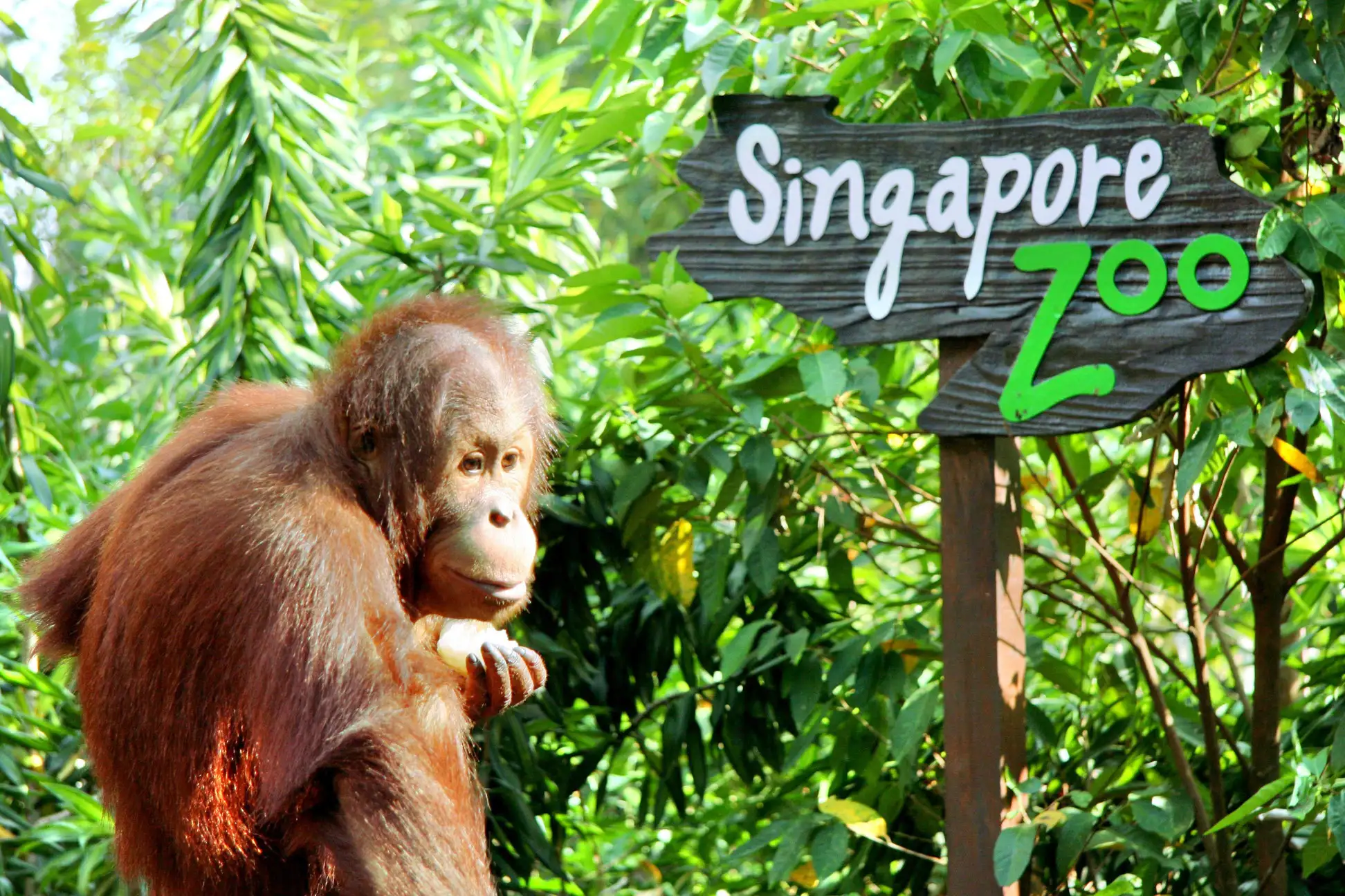 du lịch Singapore Malaysia - Sở thú Singapore