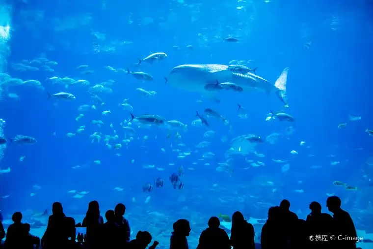 2022】クーポン有!沖縄美ら海水族館にお得に入ろう☆| Trip.comブログ
