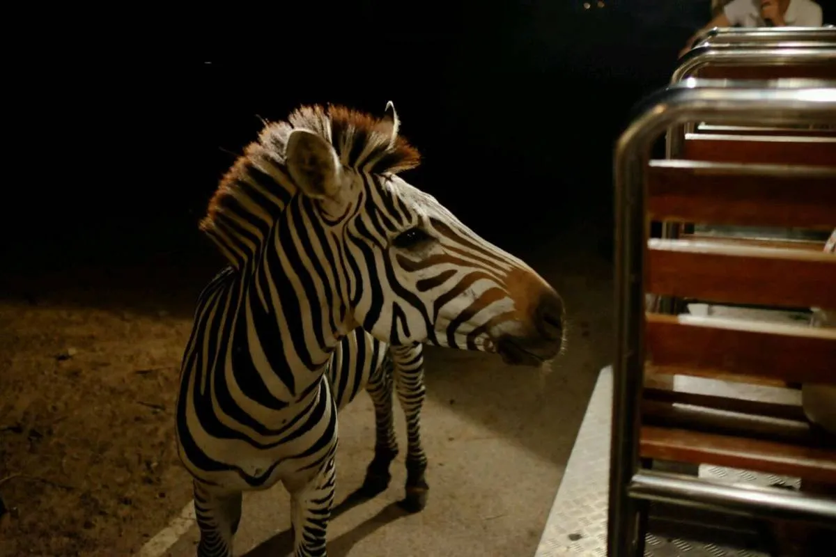 เวลาเปิด ของเชียงใหม่ไนท์ซาฟารี