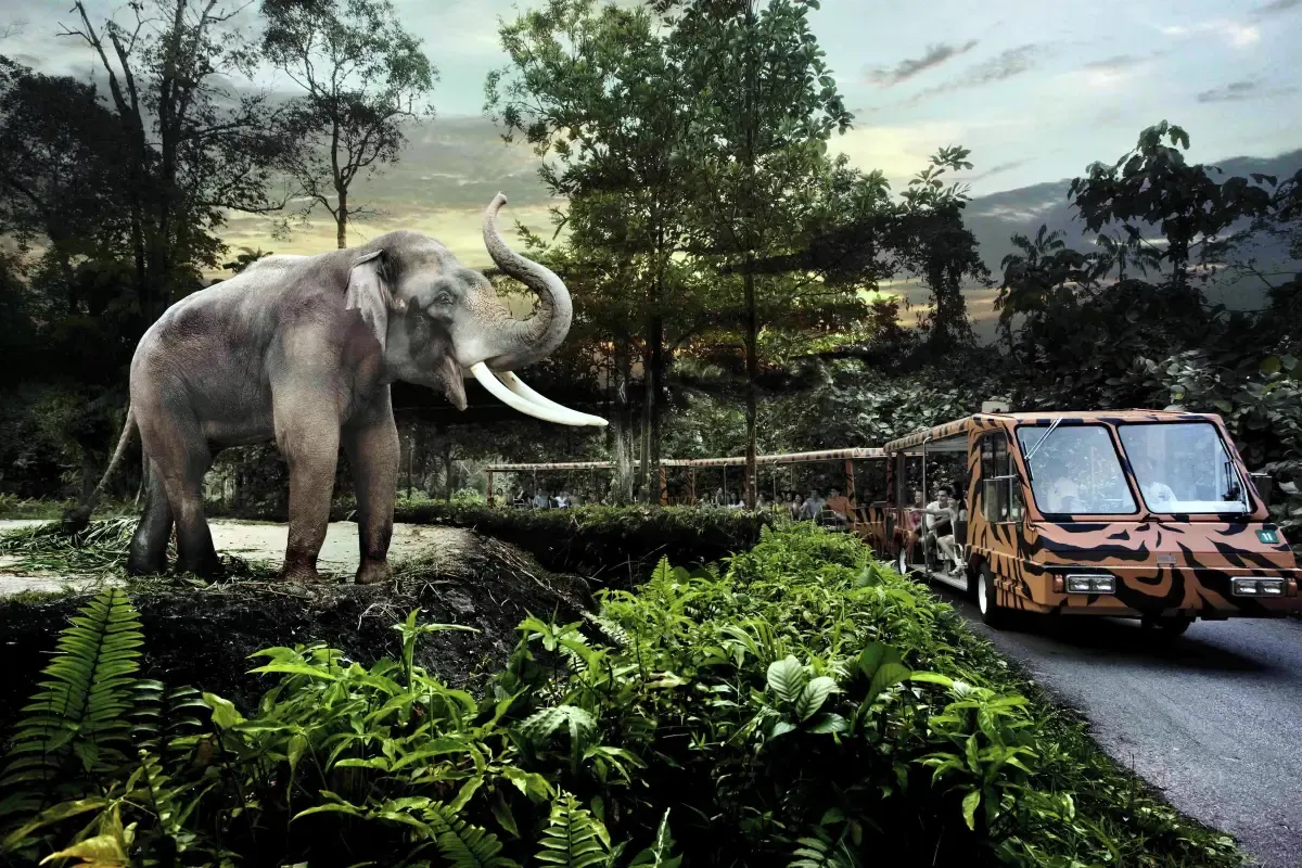 Getting around Night Safari