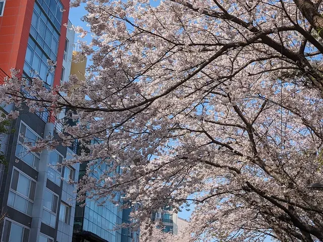 釜山櫻花 海雲台藍線公園