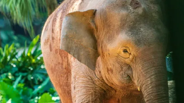 長隆野生動物園