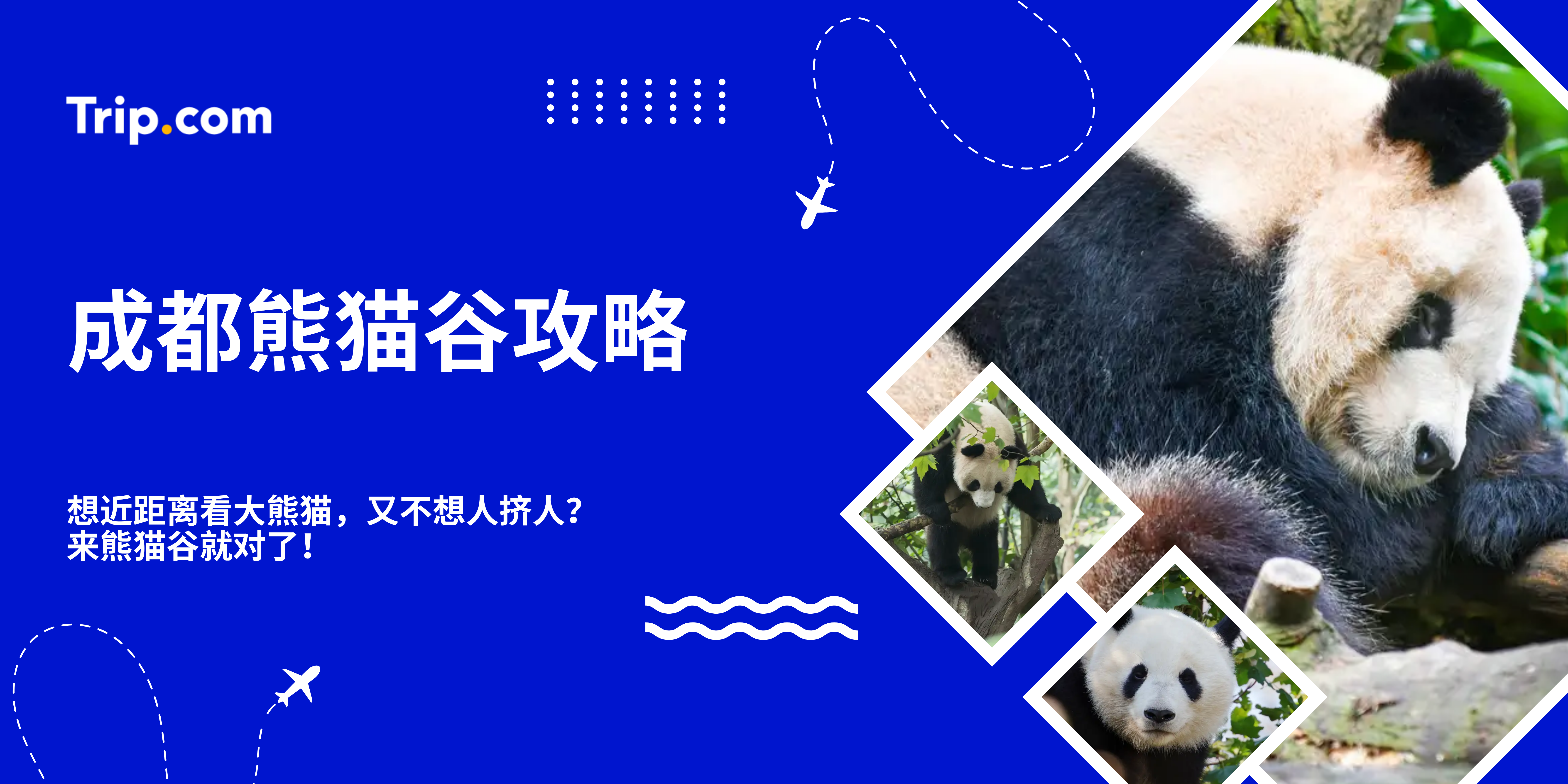 成都熊猫谷攻略｜门票、交通、参观重点、必看熊猫都在这里！ | Trip.com