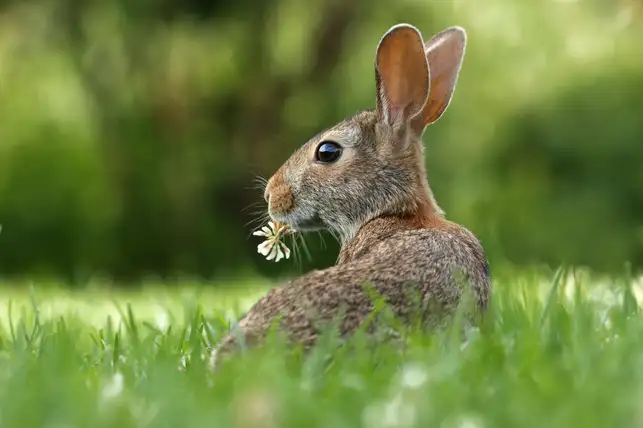An Easter bunny? Source: Gary Bendig / unsplash