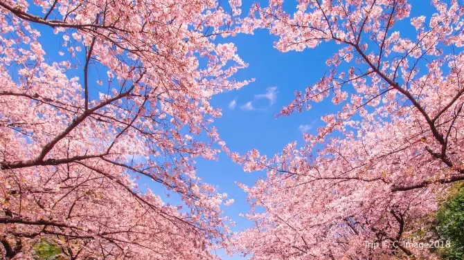 Taman Ueno