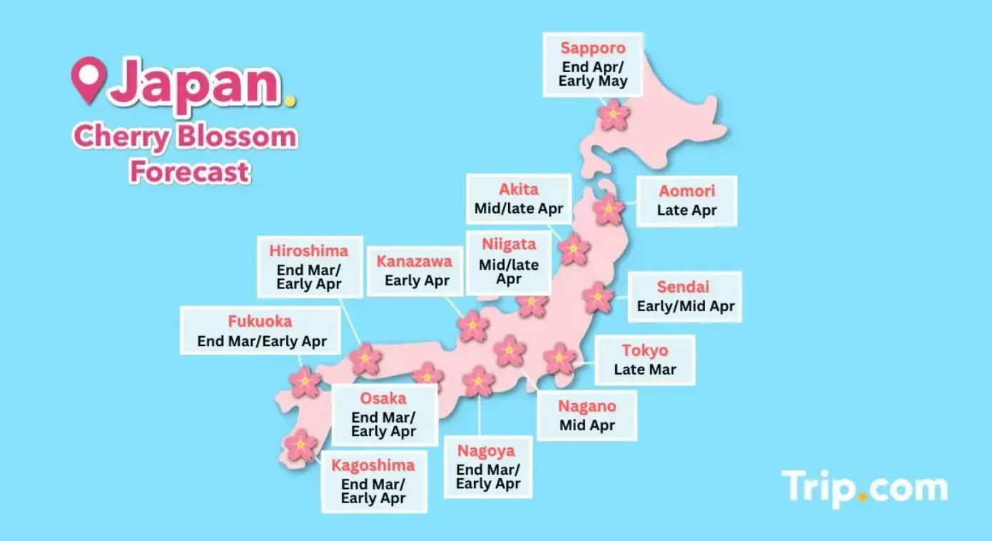 Cherry Blossom in Japan forecast