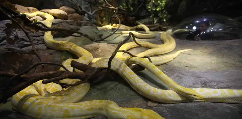 Golden Snake