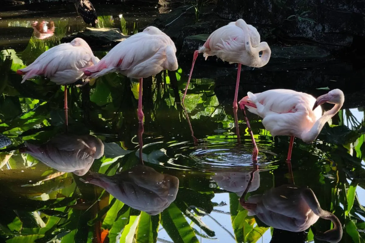 Guangzhou Zoo Animals in Each Area