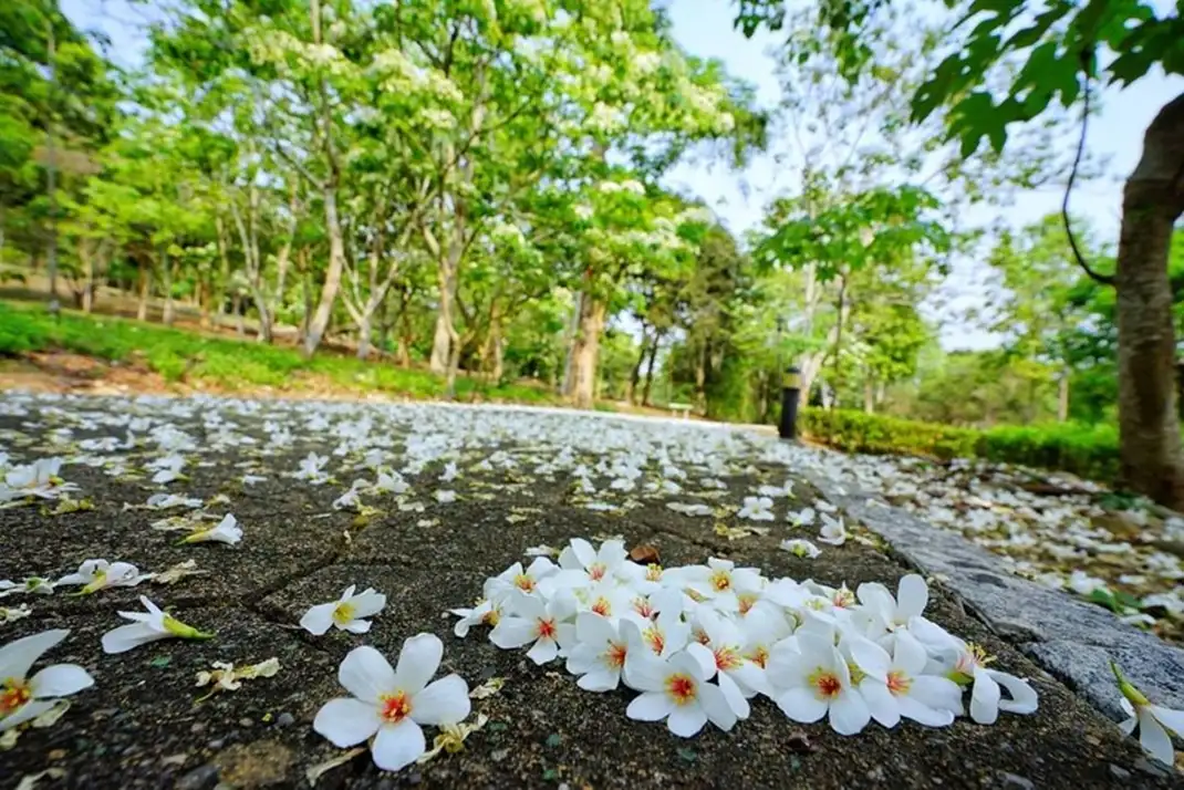 清明節油桐花
