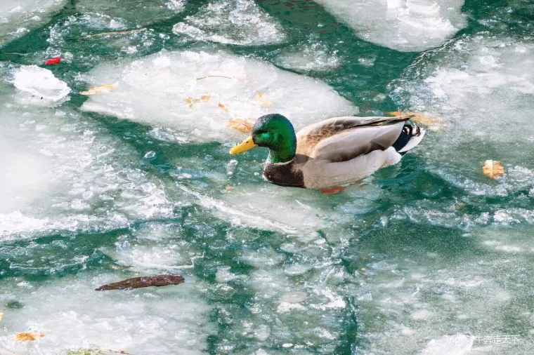 3月に行きたいカナダのイベント3つ