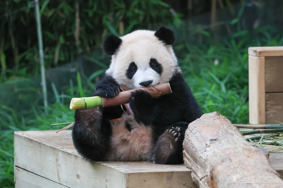 Everland attractions: Panda World