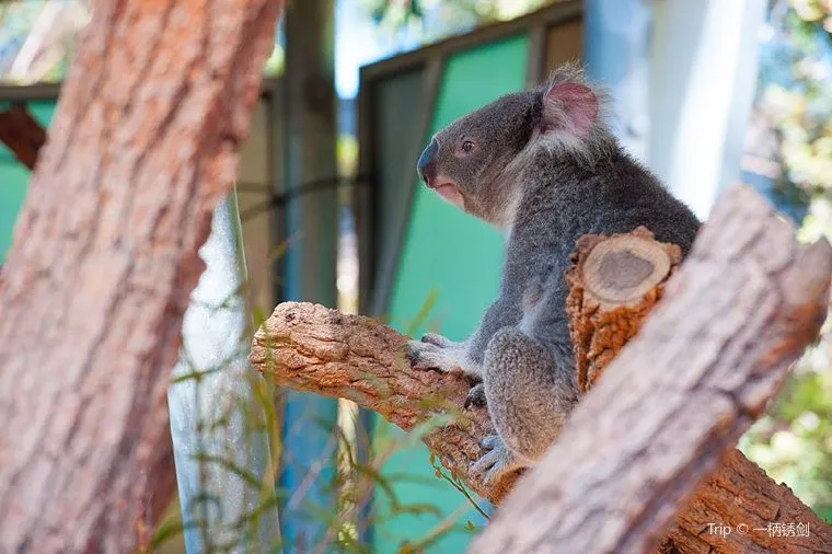 悉尼氣溫 - 塔龍加動物園