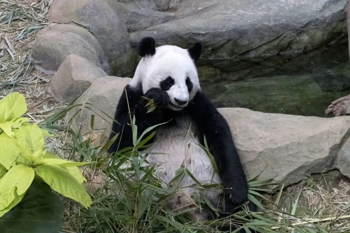 Taipei Zoo