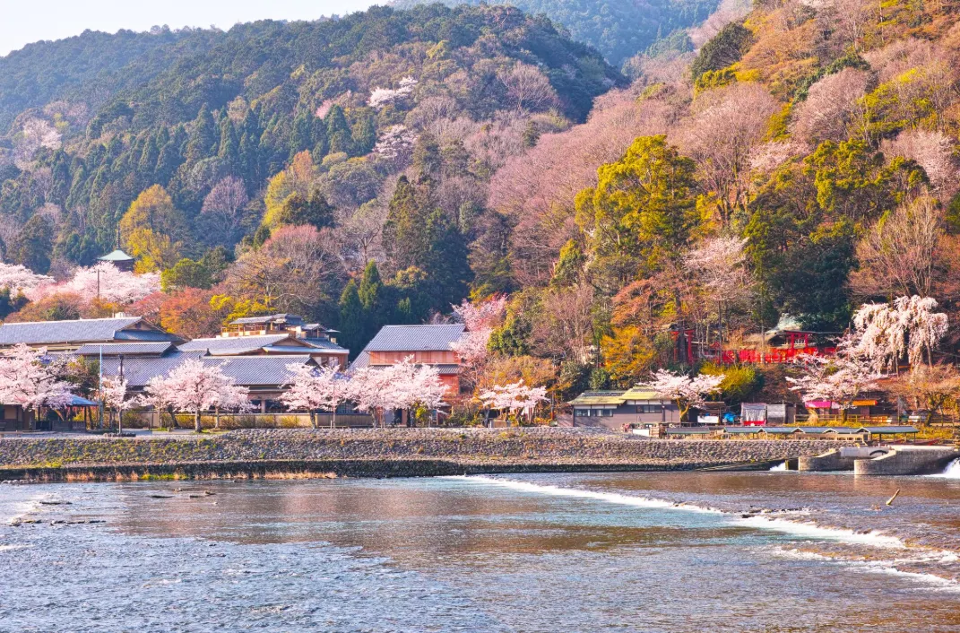 Kansai Cherry Blossom | Best Viewing Spots