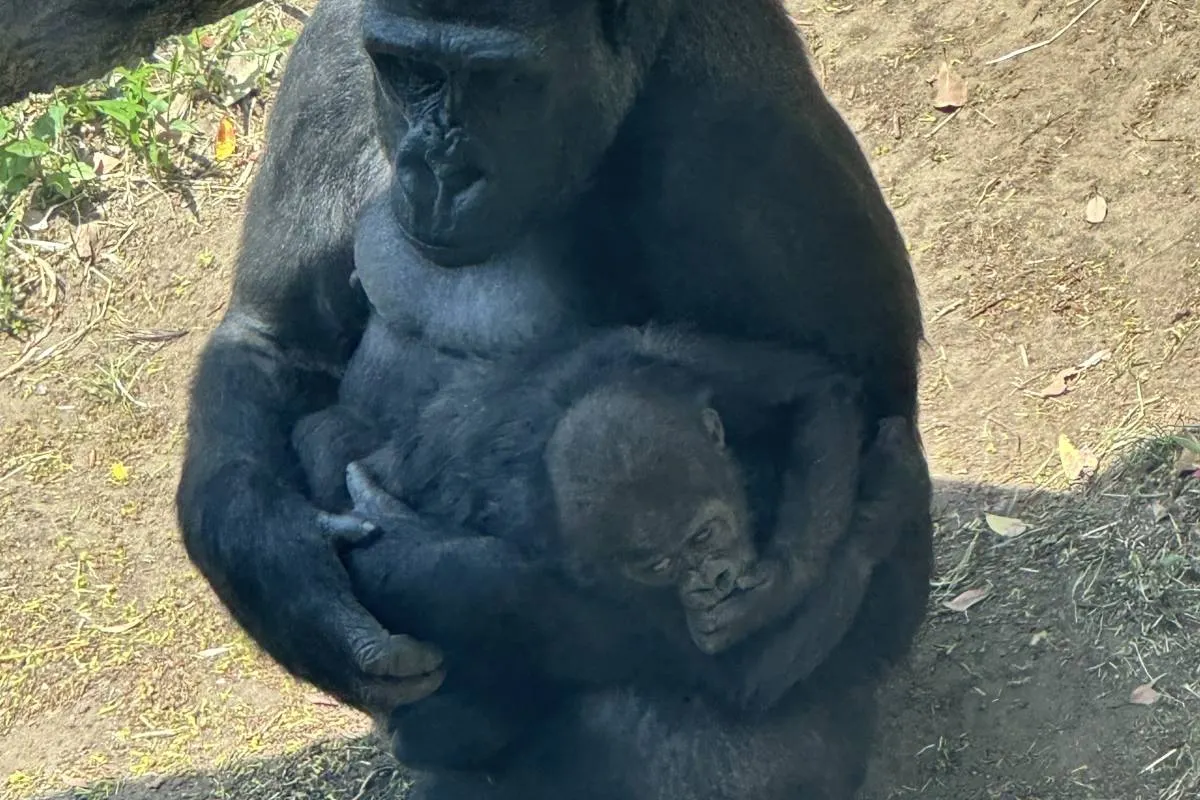 上野動物園黑猩猩