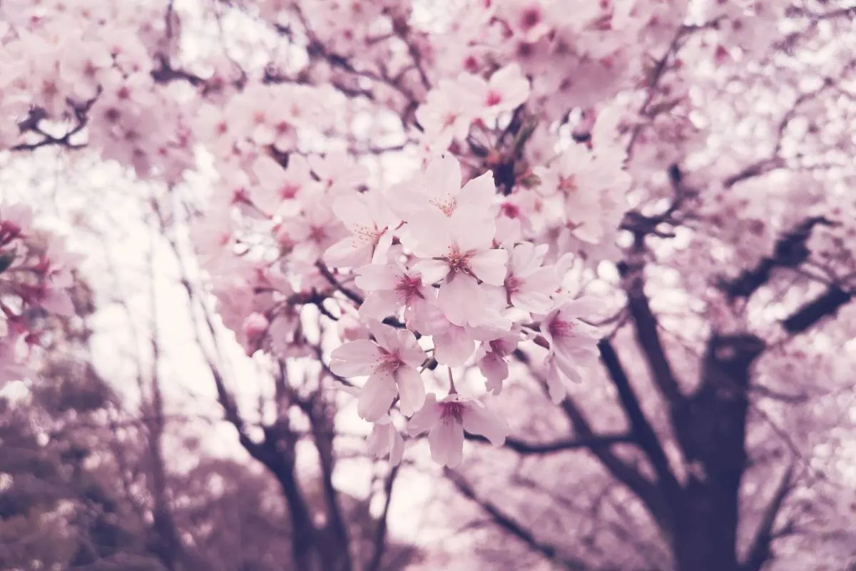 名古屋櫻花 鶴舞公園