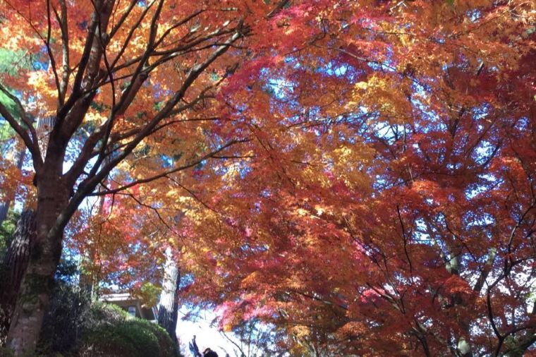 【吉野山】紅葉の見頃は10月中旬~11月上旬