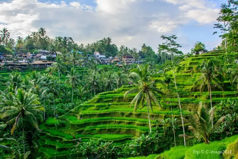 Tegallalang Rice Terrace