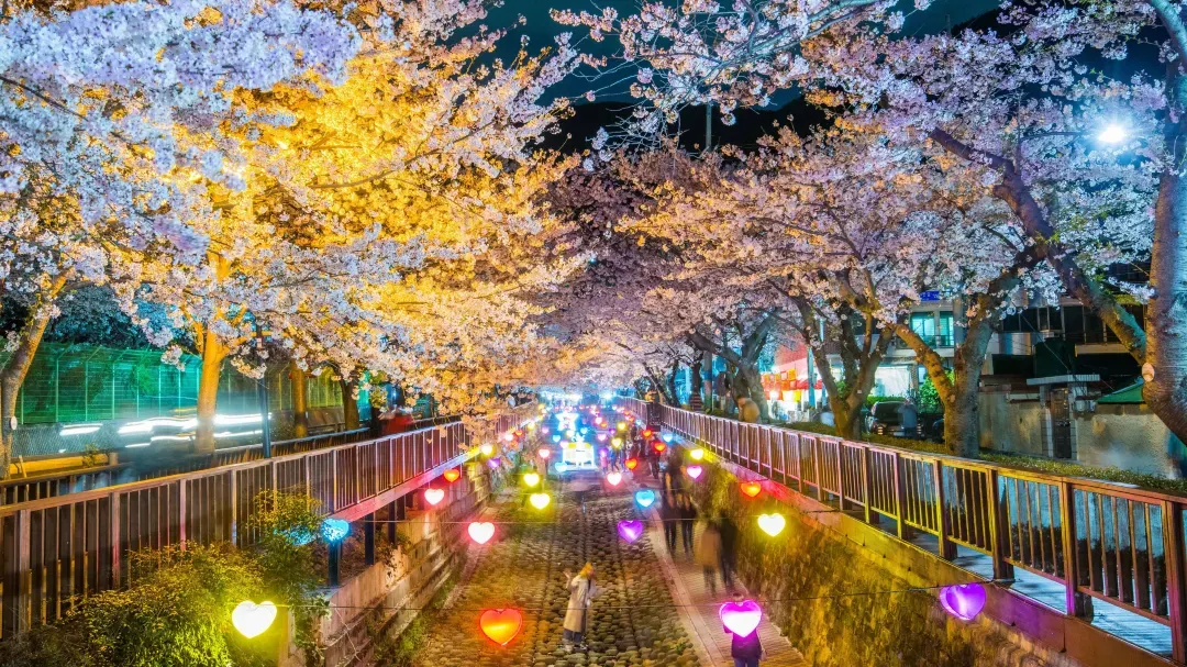 Cherry blossom festivals and activities Korea