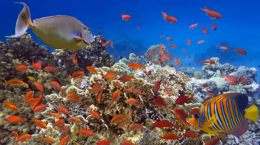Sea Life Sydney tickets