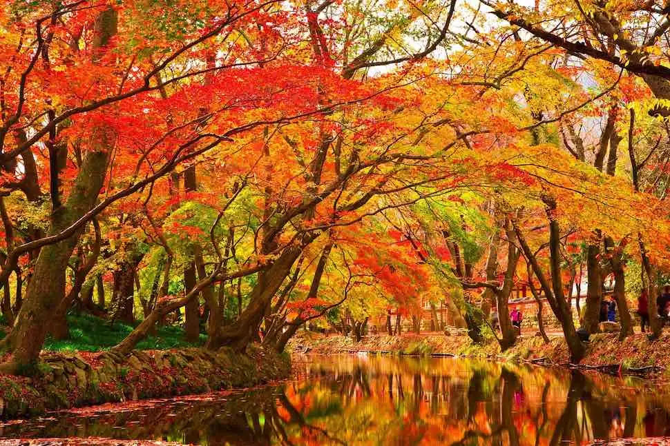關子嶺紅葉公園