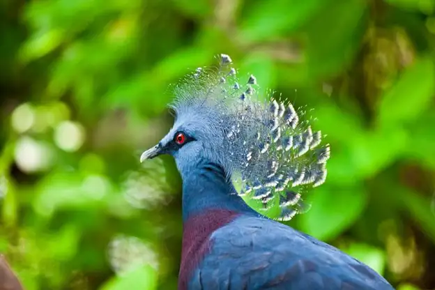 What to Do in Sunway Lagoon Peacock at Sunway Lagoon Wildlife Park