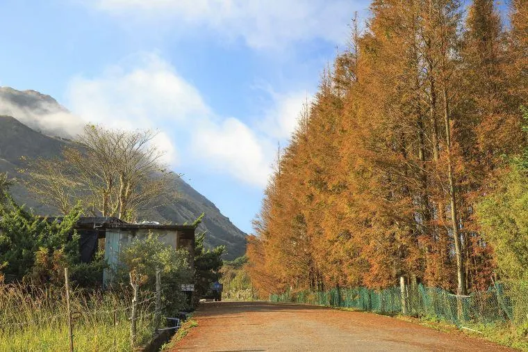 雙11光棍節陽明山公園