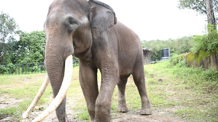Kawasan Persembahan Gajah