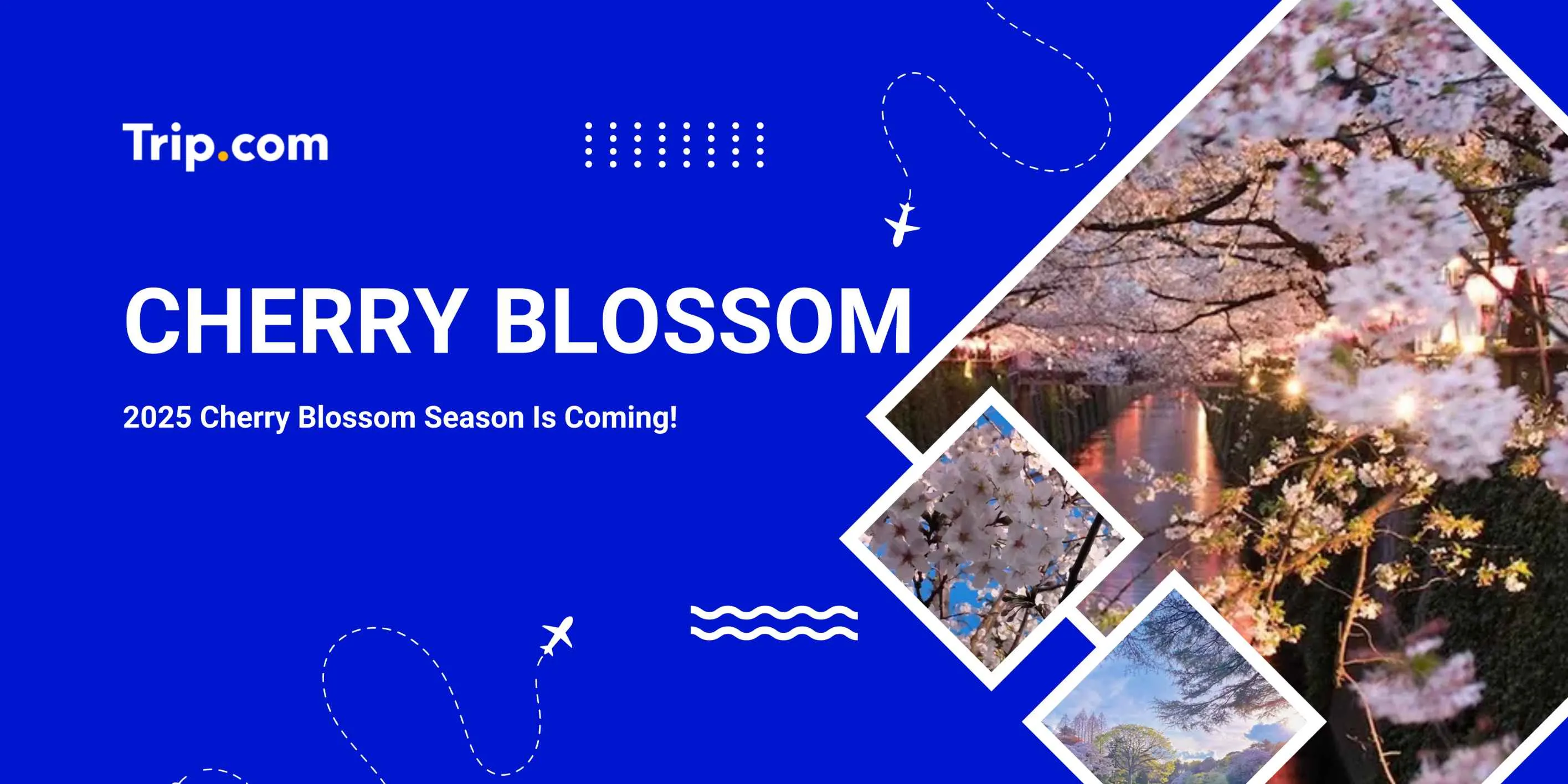 Cherry Blossom